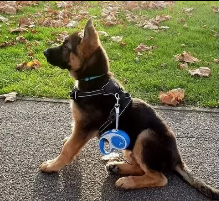 cucciolo pastore tedesco di due mesi