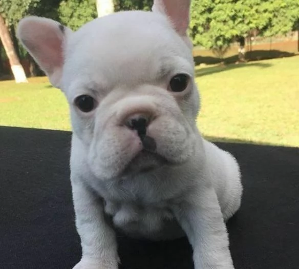 cuccioli di bulldog francese