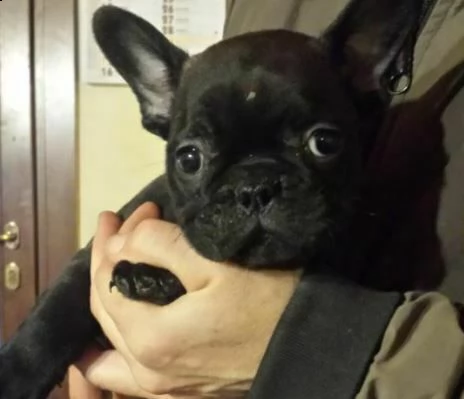 cuccioli di bulldog francese