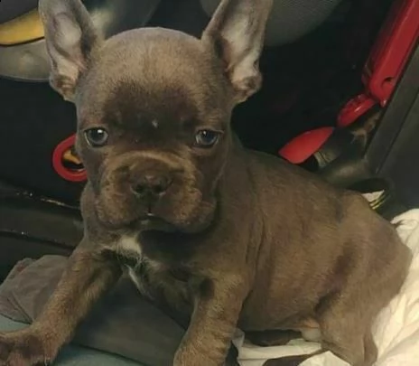 cuccioli di bulldog francese