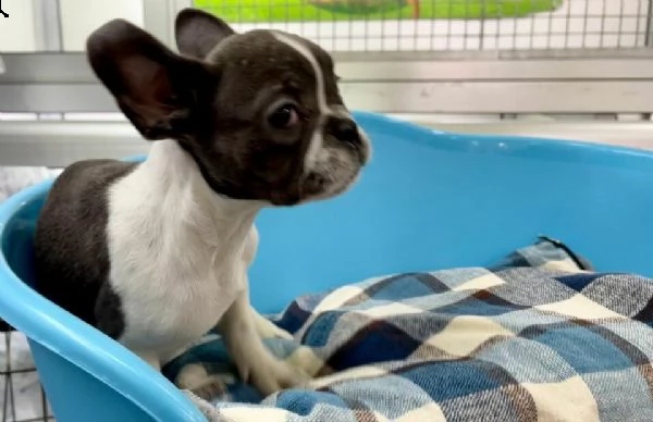 cuccioli di bulldog francese