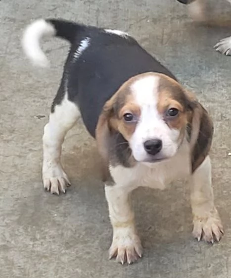 cuccioli di beagle in vendita | Foto 0