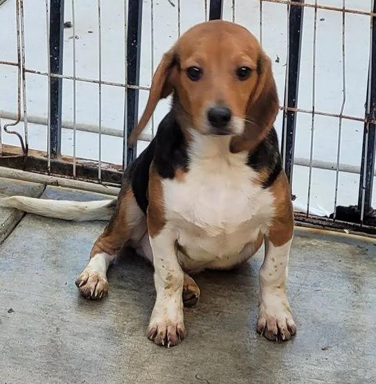 cuccioli di beagle in vendita