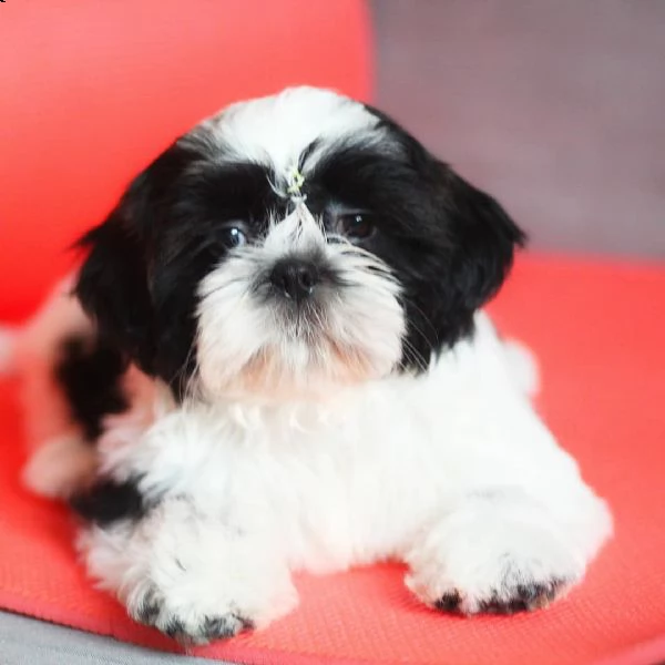 bellissimi cuccioli di shih tzu
