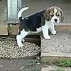 cuccioli di beagle di giorni 70 maschi e femmine