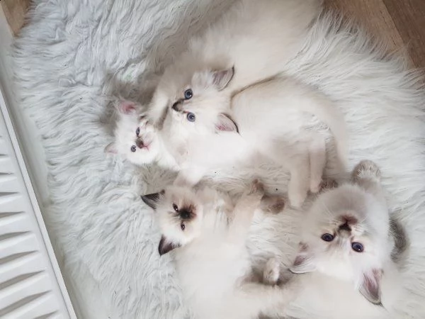 cuccioli ragdoll con pedigree