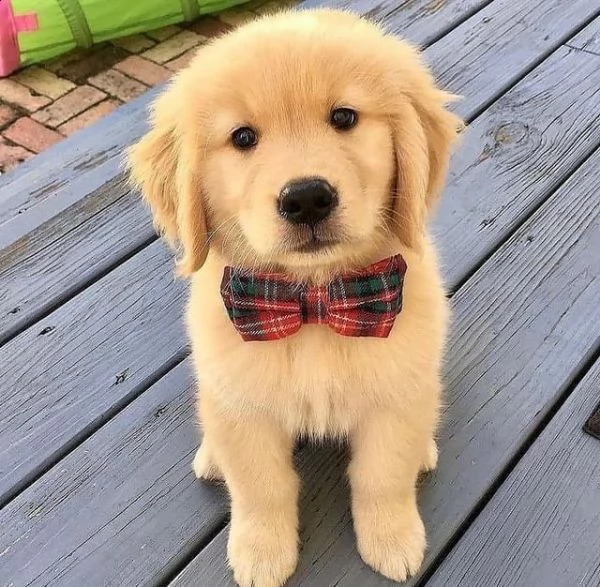 simpatici cuccioli di labrador retriever in adozione