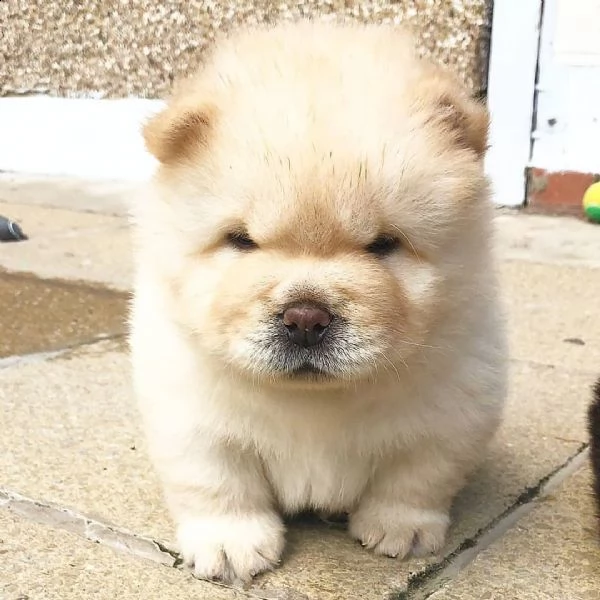 cuccioli di chow chow di qualità per l'adozione.