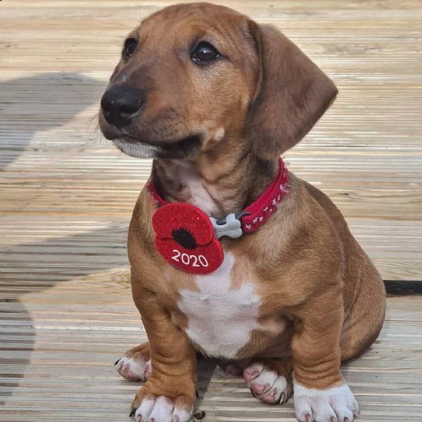 cuccioli di bassotto sani e ben addestrati per l'adozione gratuita