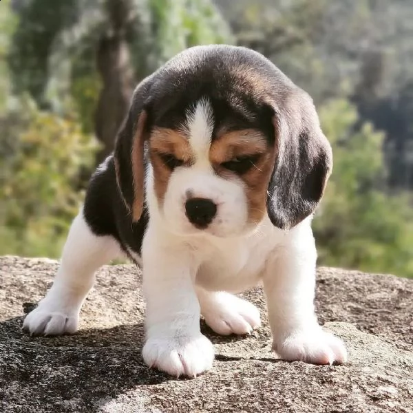 cuccioli di beagle