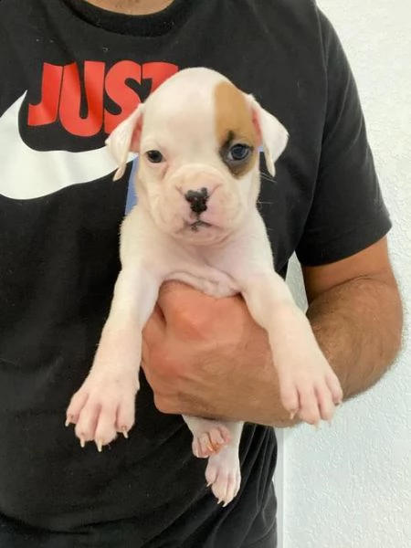 regalo estremamente carino cuccioli di boxer per l'adozione per natale