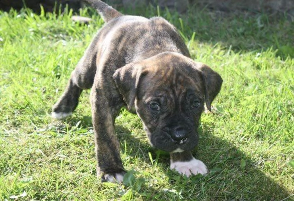    regalo adorabili cuccioli alano femminucce e maschietti disponibili