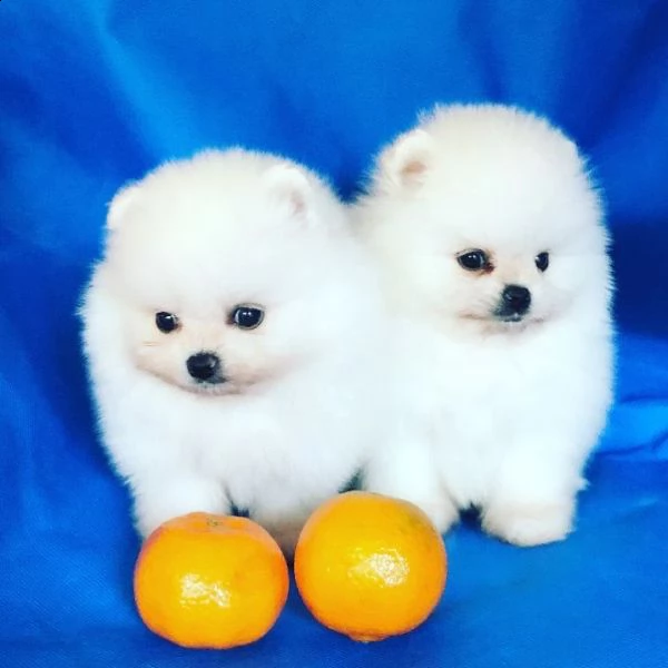 bellissimi cuccioli di pomerania