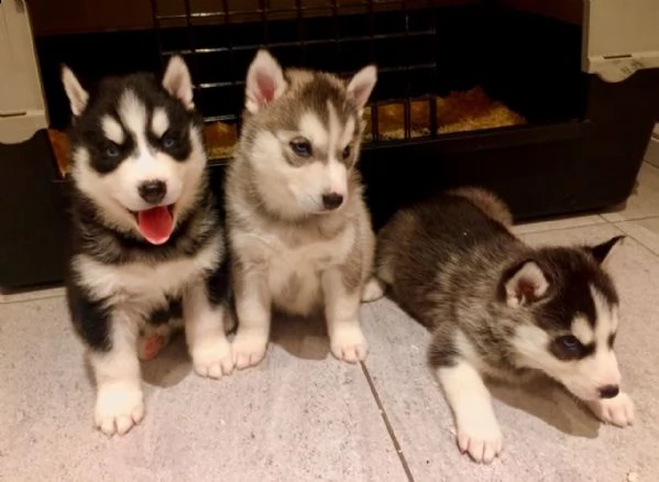 cuccioli di husky siberiano ombrosi e ombrosi