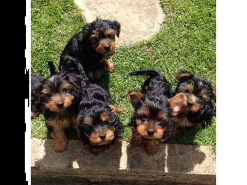 adorabili cuccioli di yorkie in tazza da tè in vendita