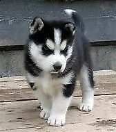 cedo cuccioli di siberian husky inteligenti 