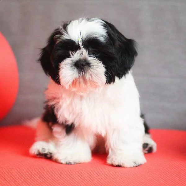 bellissimi cuccioli di shih tzu