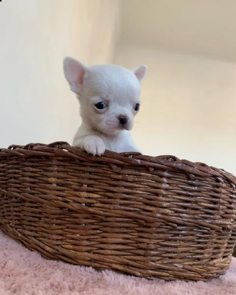 regalo cuccioli di chihuahua
