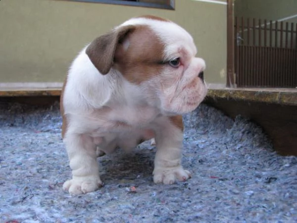 bellissimo cuccioli di buldog inglese con pedigree  | Foto 0