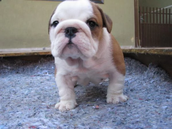bellissimo cuccioli di buldog inglese con pedigree 