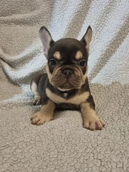 regalo cuccioli di bulldog frances per natale