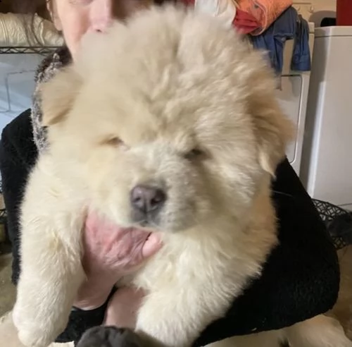  regalo bianchi cuccioli di chow chow per natale