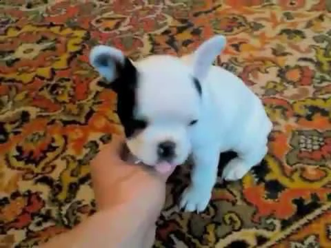  cucciolini di bulldog francese di 90 giorni