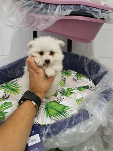 cucciolo di spitz nano tedesco svezzato e sverminato,