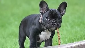 disponibilità di perfetti cuccioli di bulldog francese