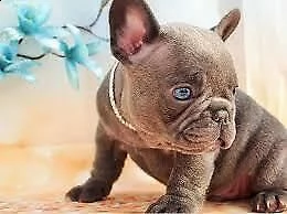  sofisticati cuccioletti di bulldog francese, di due mesi 