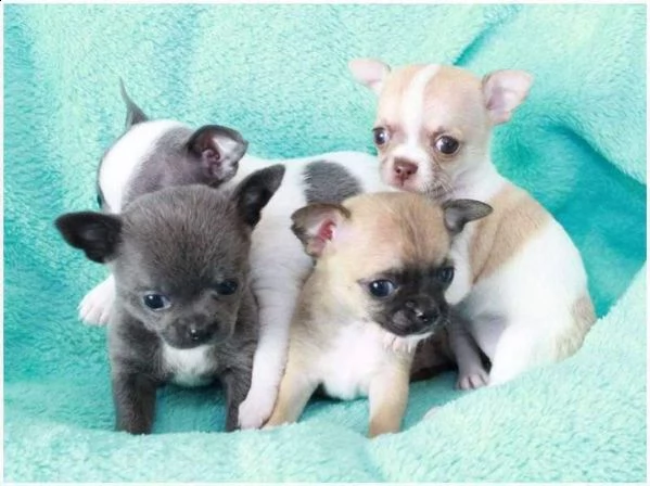 felicettissimi cuccioletti di chiwawa pincher toy