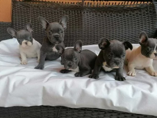 bellissimi bulldog francese blue