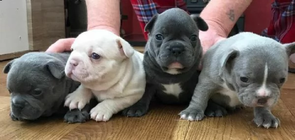 6 favolosi cucciolati di bulldog francesi 