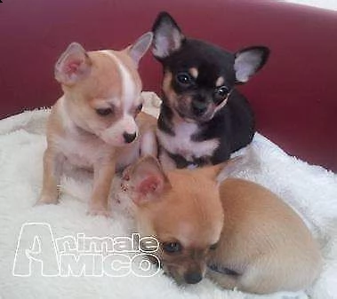 cediamo cucciolo di pincher chiwawa mini toy