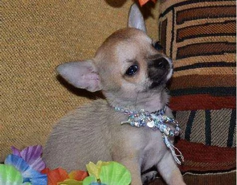 cediamo cucciolo di pincher chihuahua mini mini toy