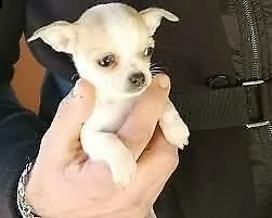 bellissimo cucciolo di pincher chihuahua,