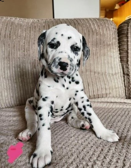 disponibili cuccioli di dalmata