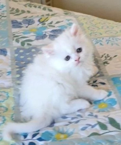 cuccioli munchkin maschio e femmina