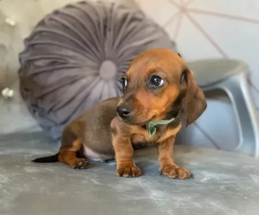 cuccioli di mini bassotto