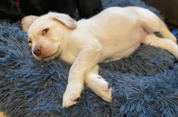 belllissimi cuccioli di labrador retriever | Foto 6