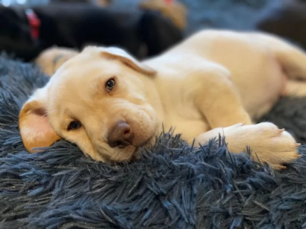 belllissimi cuccioli di labrador retriever | Foto 5