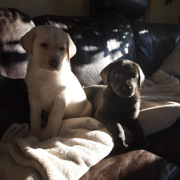 belllissimi cuccioli di labrador retriever | Foto 4