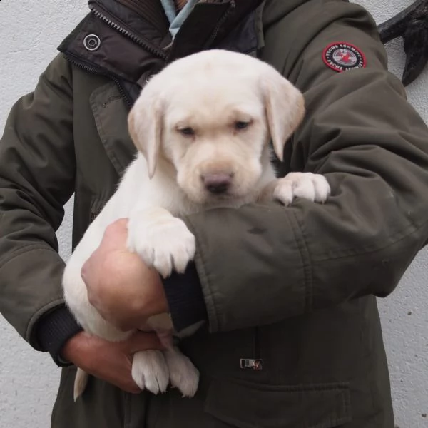 belllissimi cuccioli di labrador retriever | Foto 3
