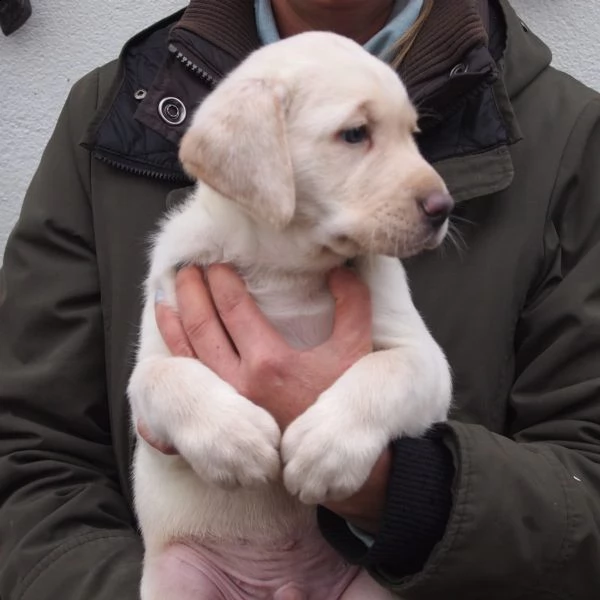 belllissimi cuccioli di labrador retriever | Foto 2