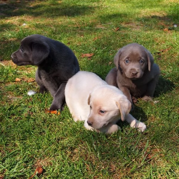 belllissimi cuccioli di labrador retriever