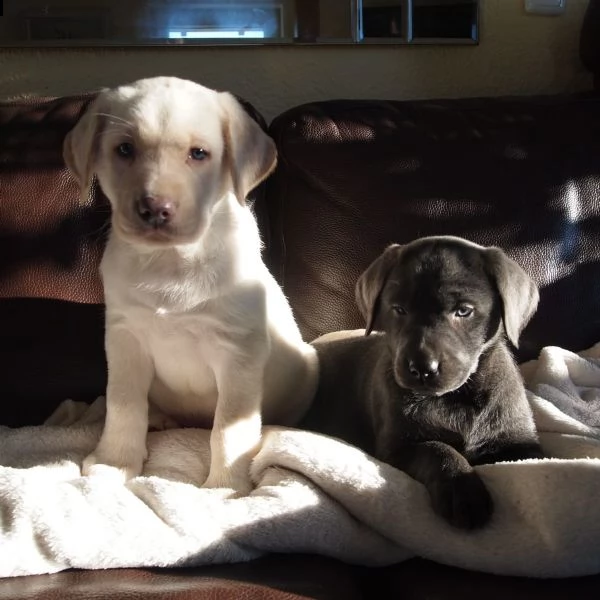 belllissimi cuccioli di labrador retriever | Foto 1