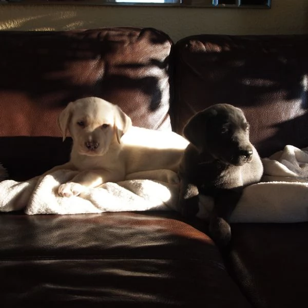 belllissimi cuccioli di labrador retriever | Foto 0