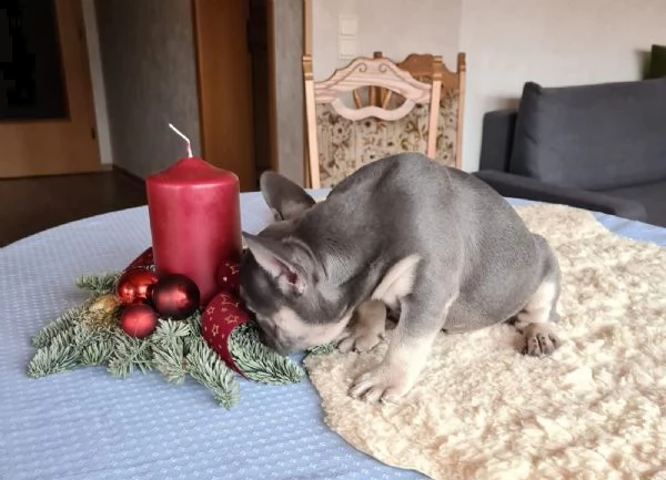 cuccioli di bulldog francese con pedigree | Foto 4