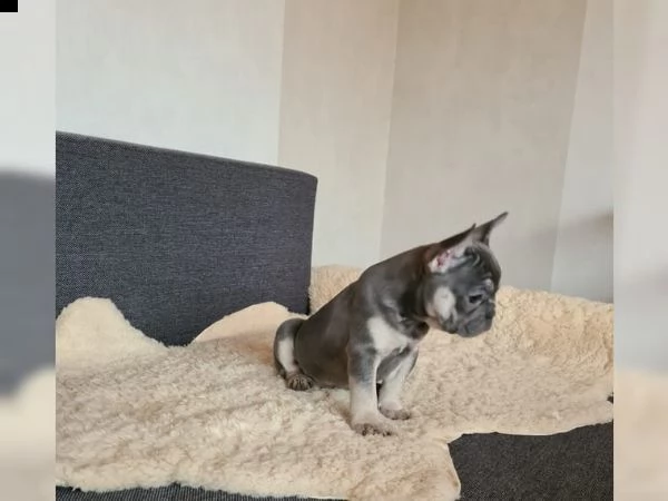 cuccioli di bulldog francese con pedigree | Foto 3