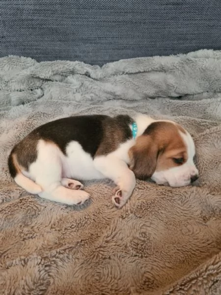 meravigliosa cucciolata di beagle  | Foto 4